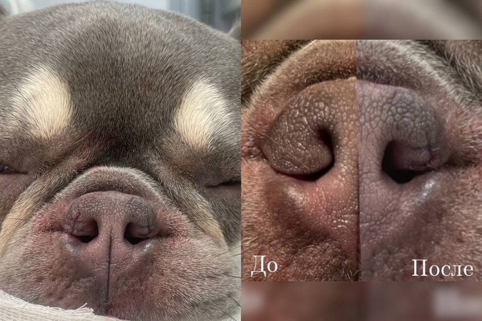    Теперь французский бульдог может дышать полной грудью. Фото: Пластический хирург: Неродовская Татьяна Евгеньевна; Анестезиолог: Зайцева Александра Павловна ; Ветеринарная клиника Интерра.