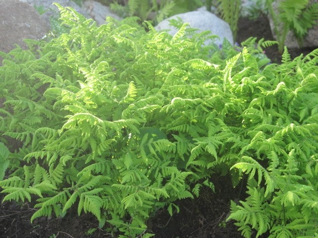 папоротник -голокучник