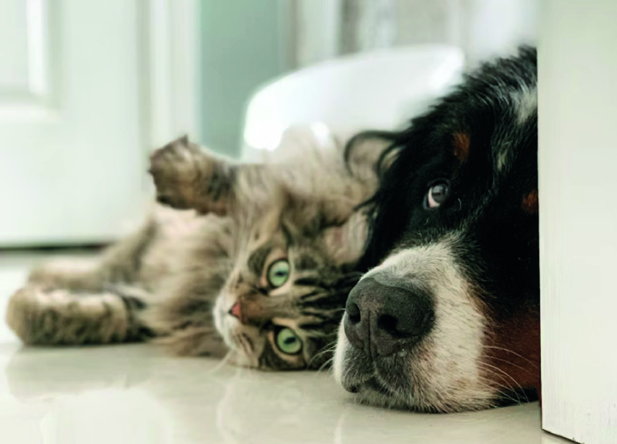 Собака и кошка в доме. Фото - unsplash.com, Louis-Philippe Poitras.