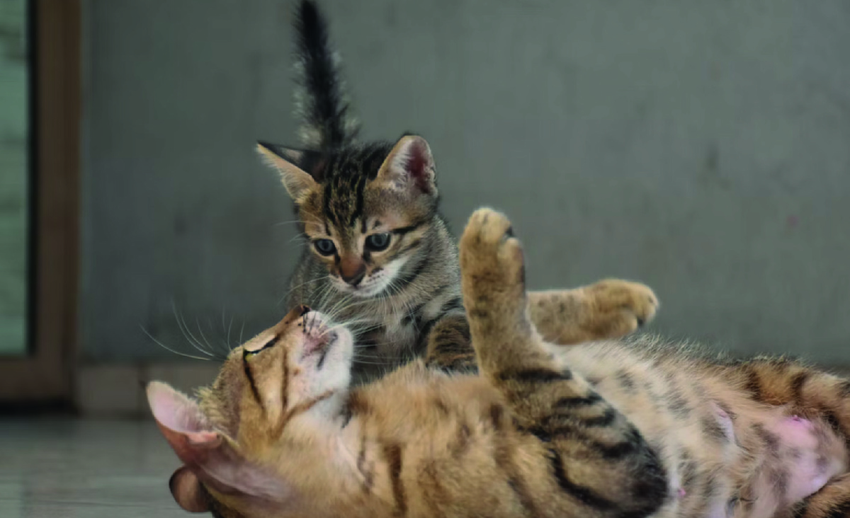 Отношение кошки к котятам всегда хорошее. Фото - unsplash.com, James Johnson.