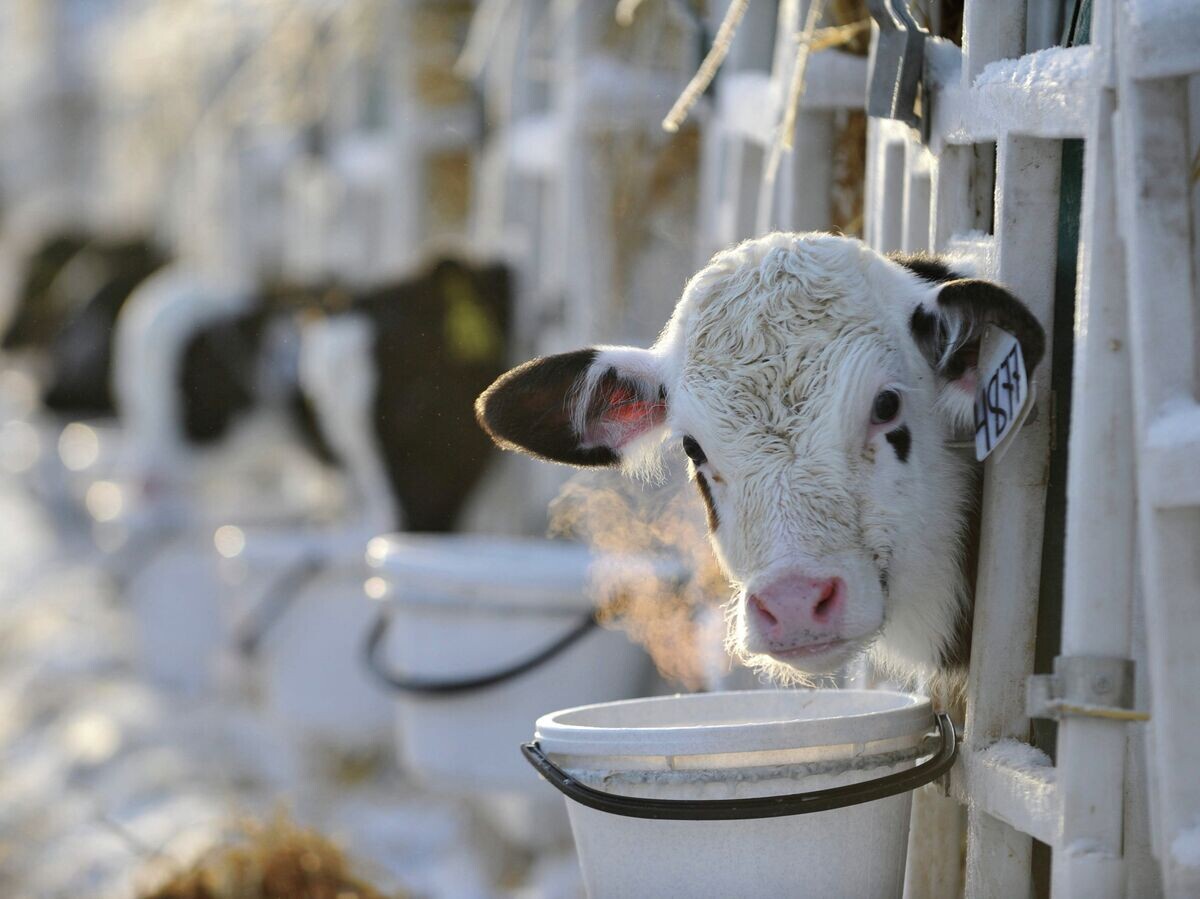    Молочная ферма© РИА Новости . Павел Лисицын