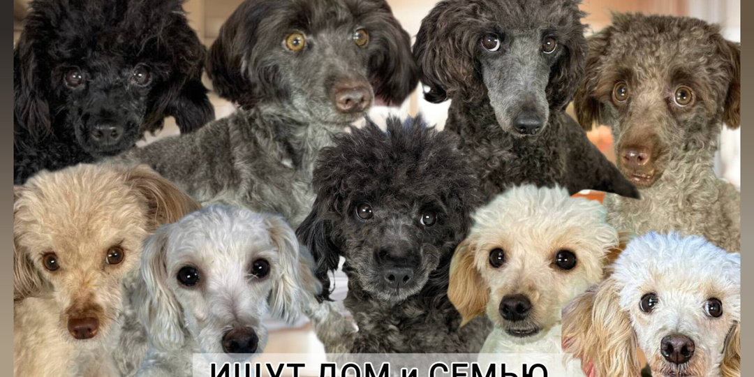 Заезд Тольятти или Приключение итальянцев в России✨ Спасеныши начинают искать дом! Приезжайте скорее! ✨