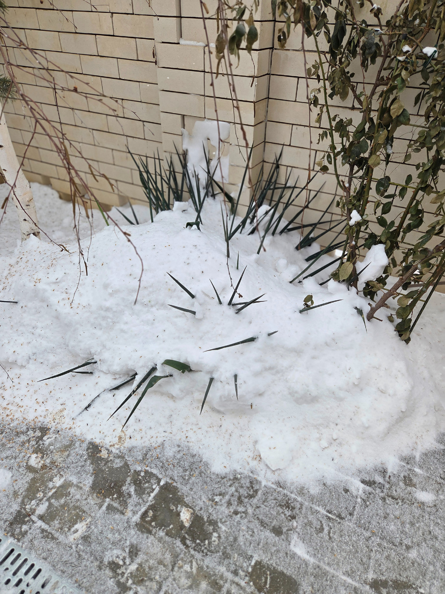 На улице ещё сугробы, но это не на долго! Фото: Зеленая леди,  сад, семья и томатный сок 