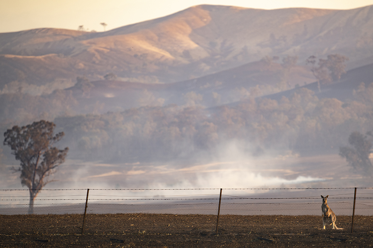 Jay Kogler / Global Look Press📷Лесные пожары в Виктории, Австралия, 10 января 2026 года