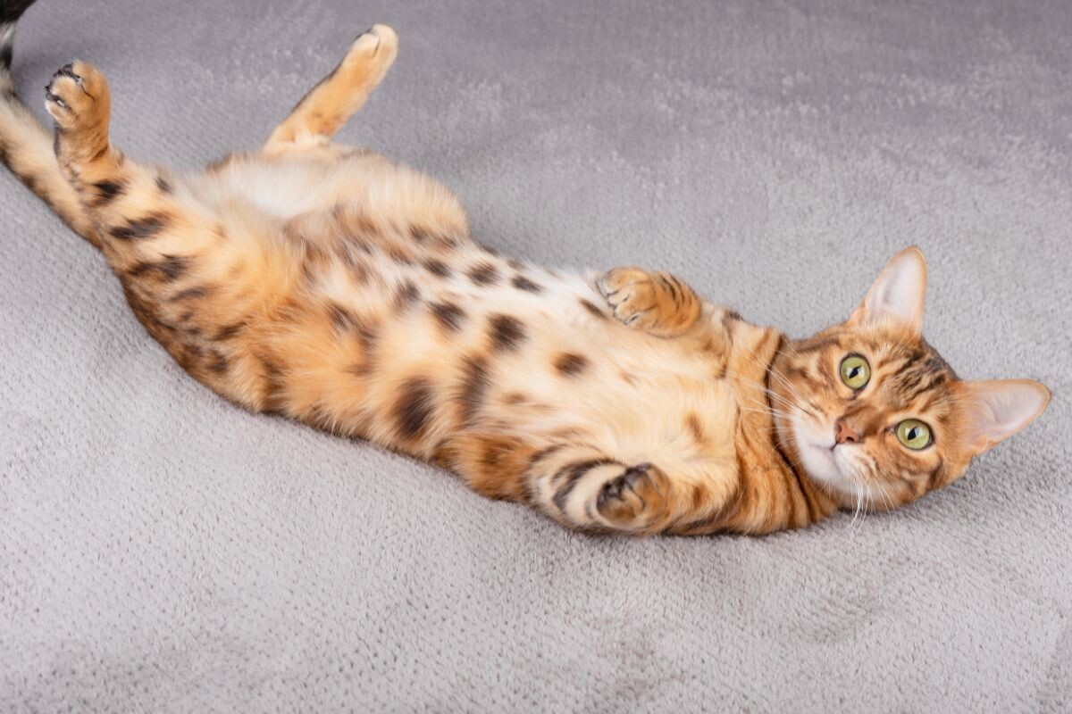 Кот лежит на спине 