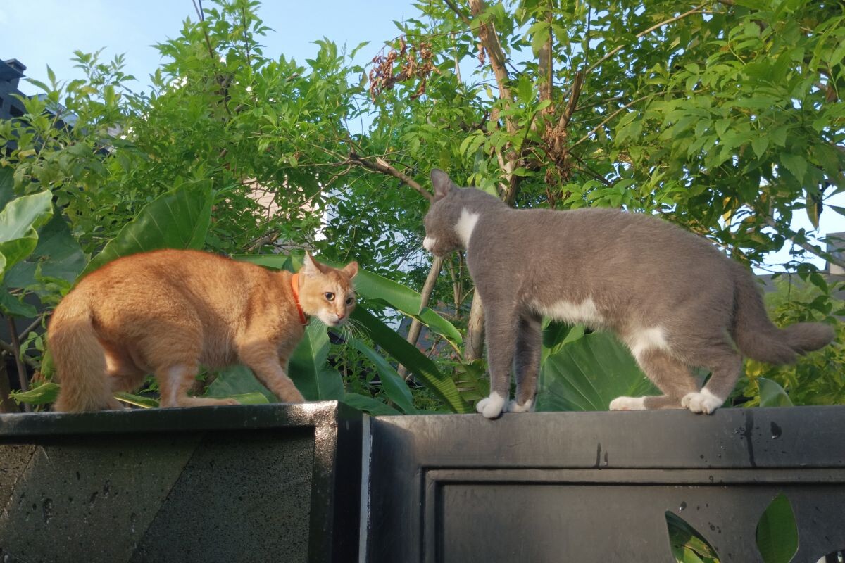 Дворовые кошки 