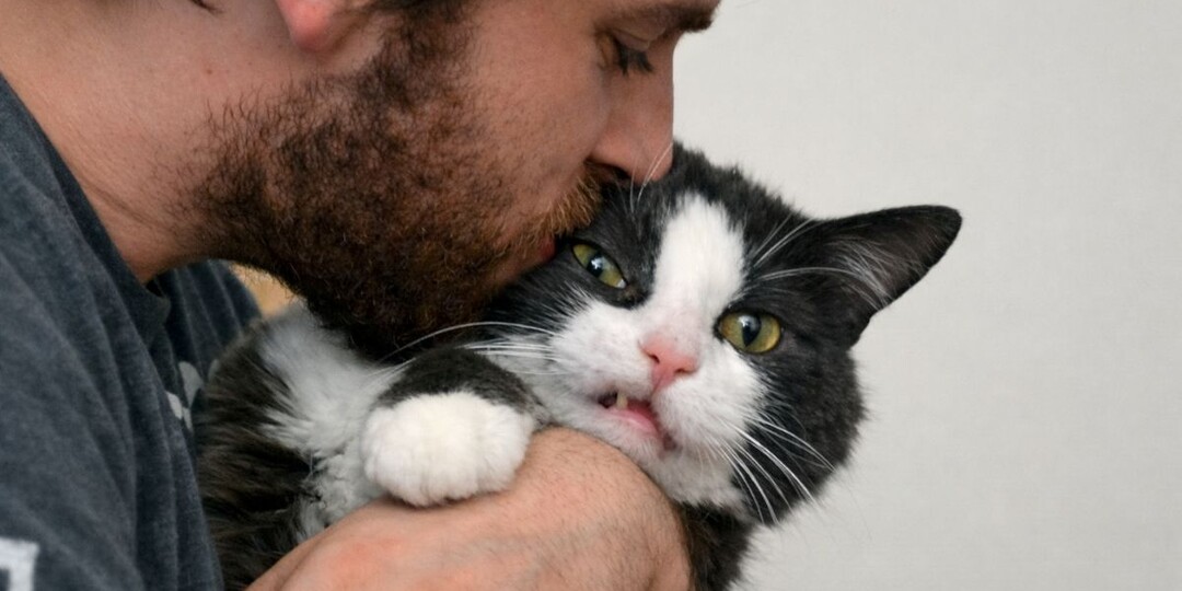 Как кошки гасят конфликт: скрытые сигналы, которые мы часто принимаем за безразличие