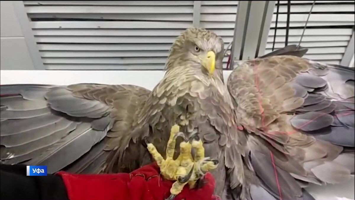    Краснокнижного орлана-белохвоста с серьезными травмами доставили из Новоорска в Уфу для лечения