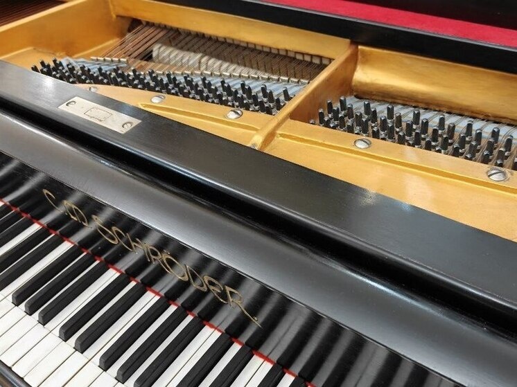     Фото: Архив МК в Питере.