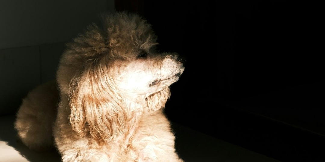 Реальная история Хатико в Китае: пес по имени А Ван ждет покойного хозяина