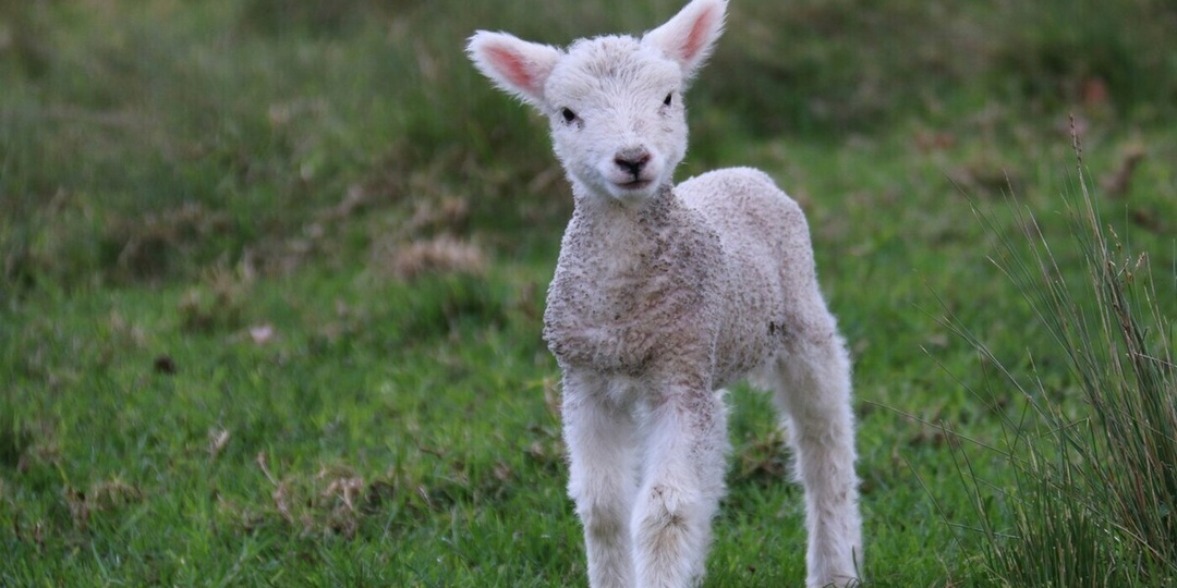 В Бурятии разработали кормовую добавку для роста ягнят