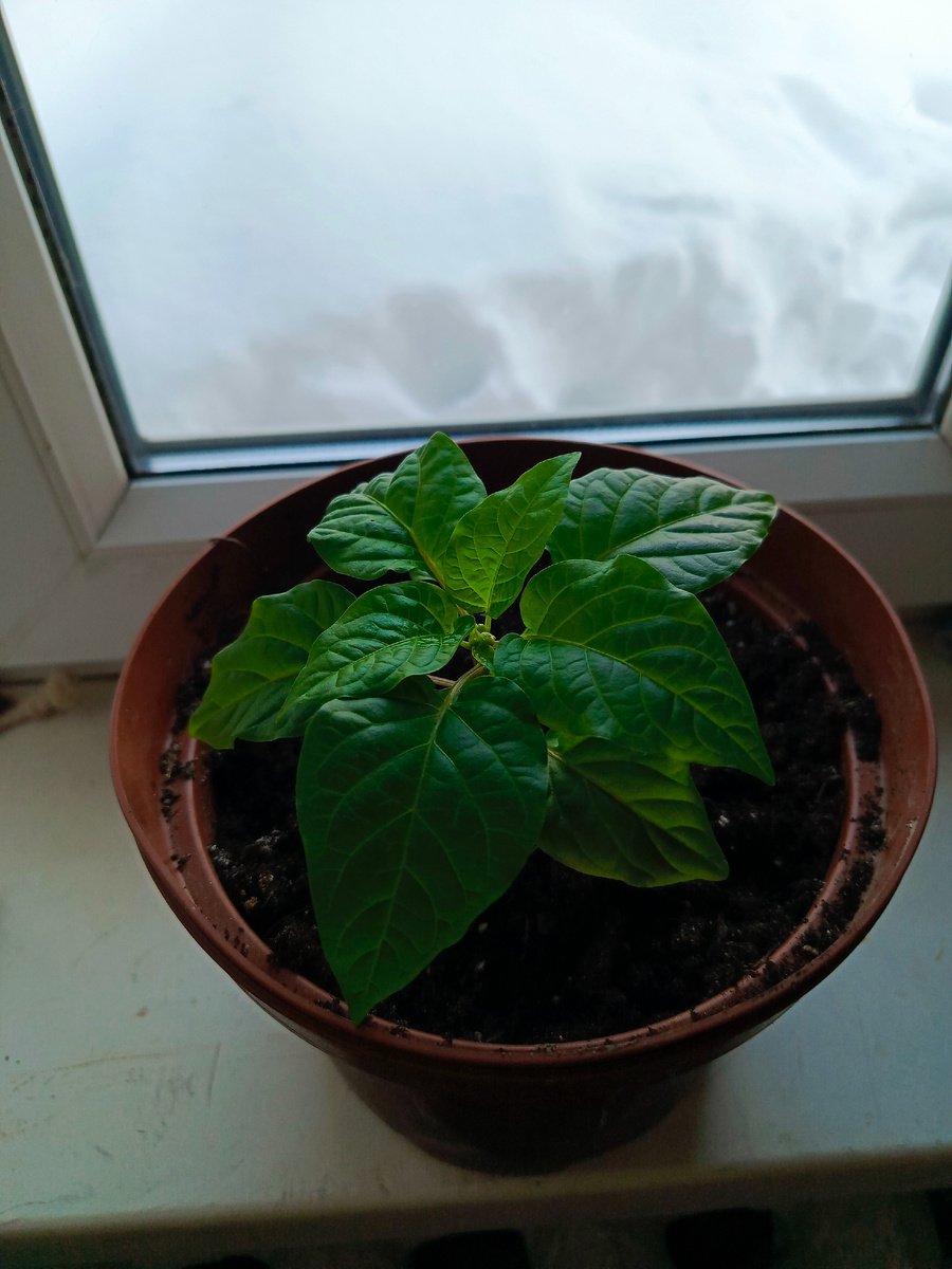 перец Сиреневый блеск