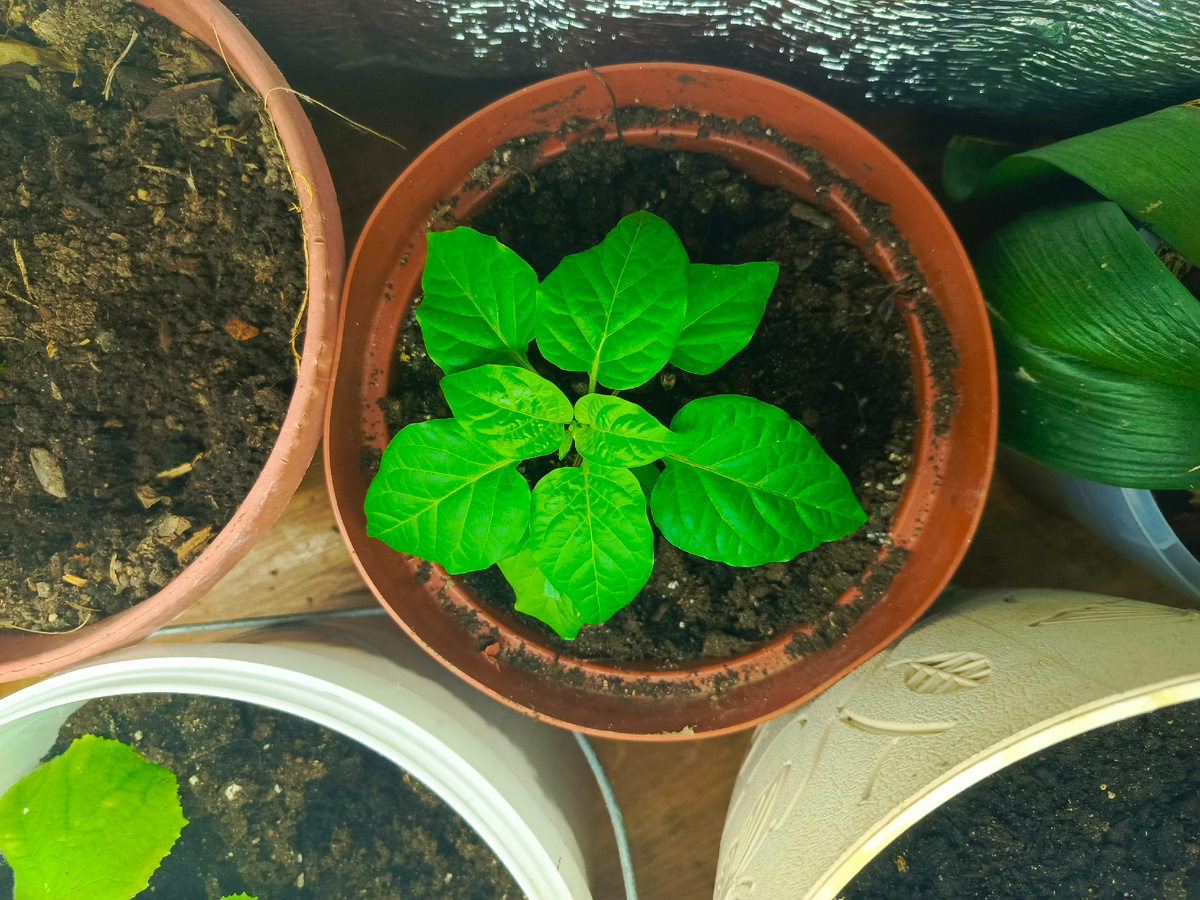 перец Сиреневый блеск