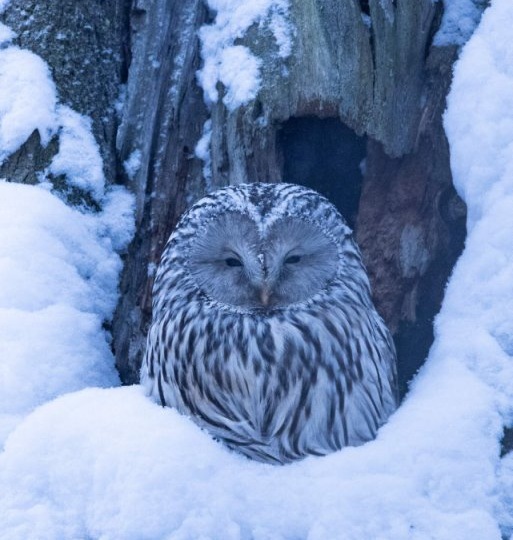 НЕ ТОЛЬКО СНЕГ И ЛЕД: ЗИМНИЙ МИР ПТИЦ В ПЕТЕРБУРГЕ