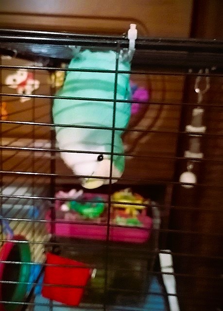 А у нас тут "летучая мышь" завелась. Кирюша забавляется. Постоянно висит вниз головой, смотрит, что я делаю, и ему это нравится. Фото автора. Листайте дальше