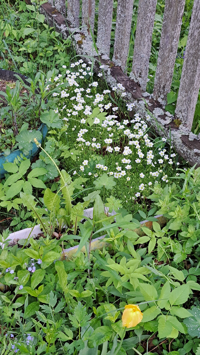 Мой «дикий» уголок