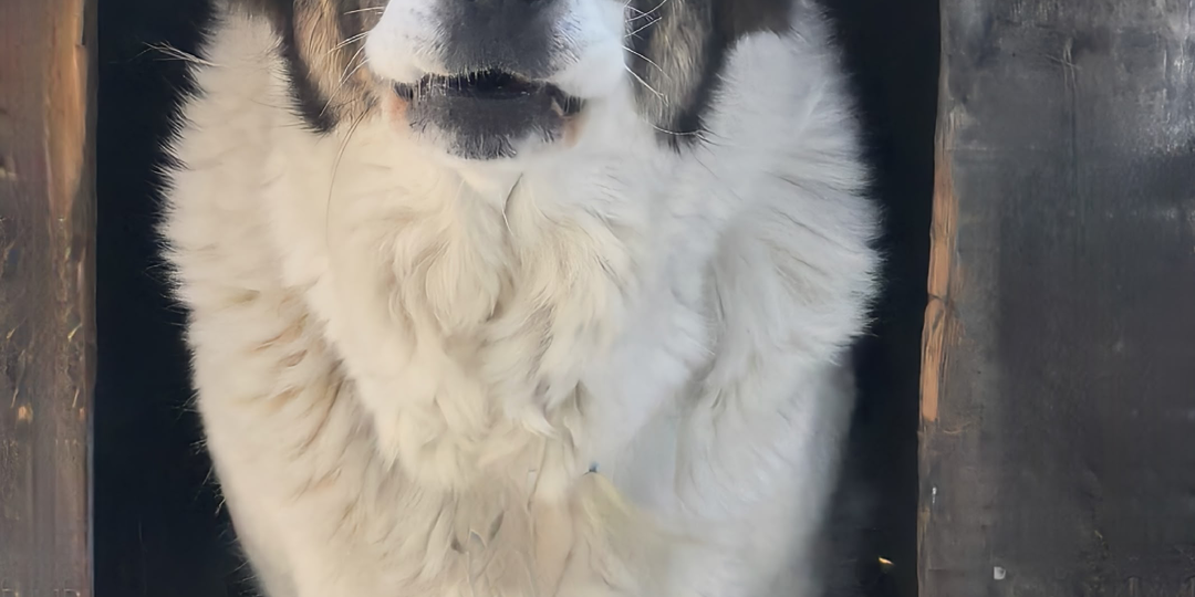 Тревога! Пустые животики, пустые миски! Помогите!