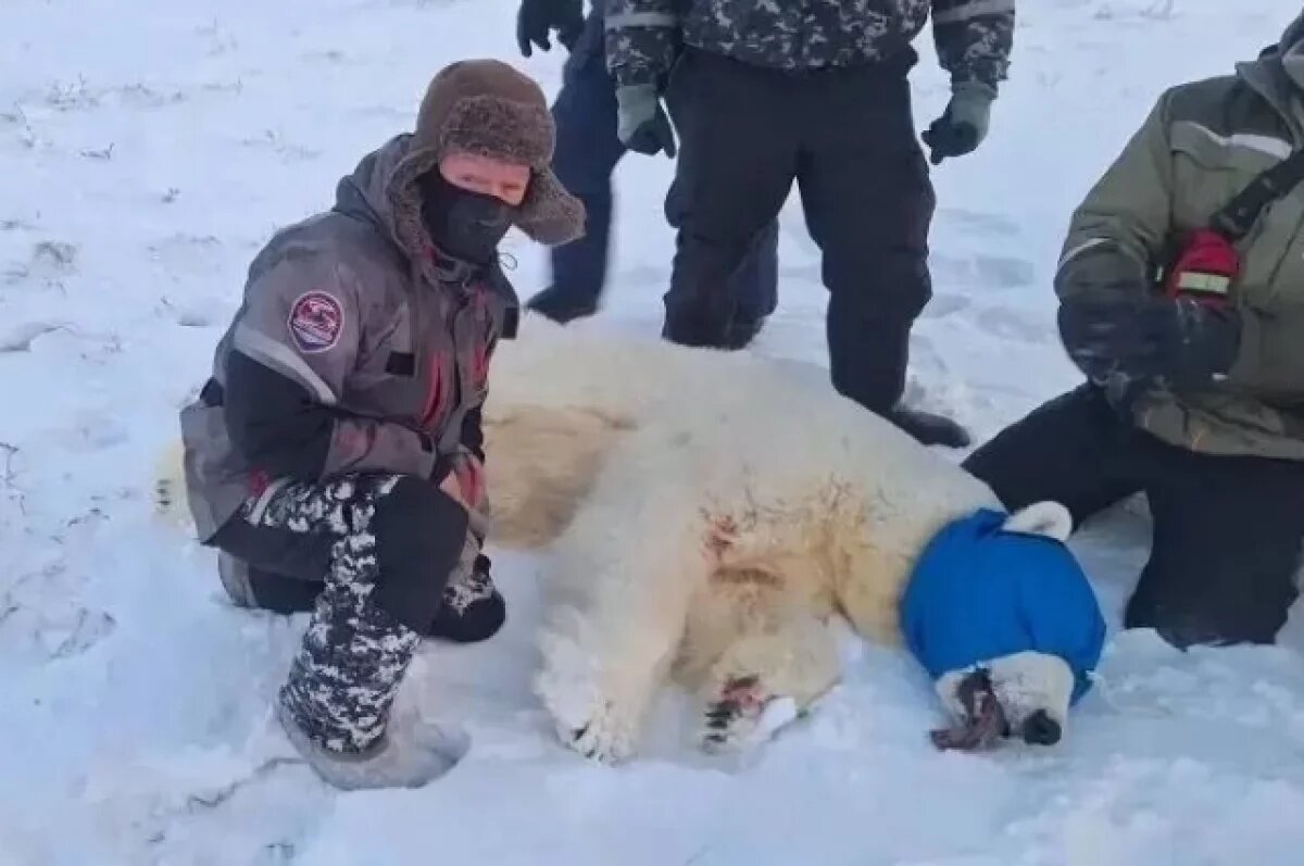    В Минздраве уточнили состояние рыбаков Таймыра, на которых напал медведь