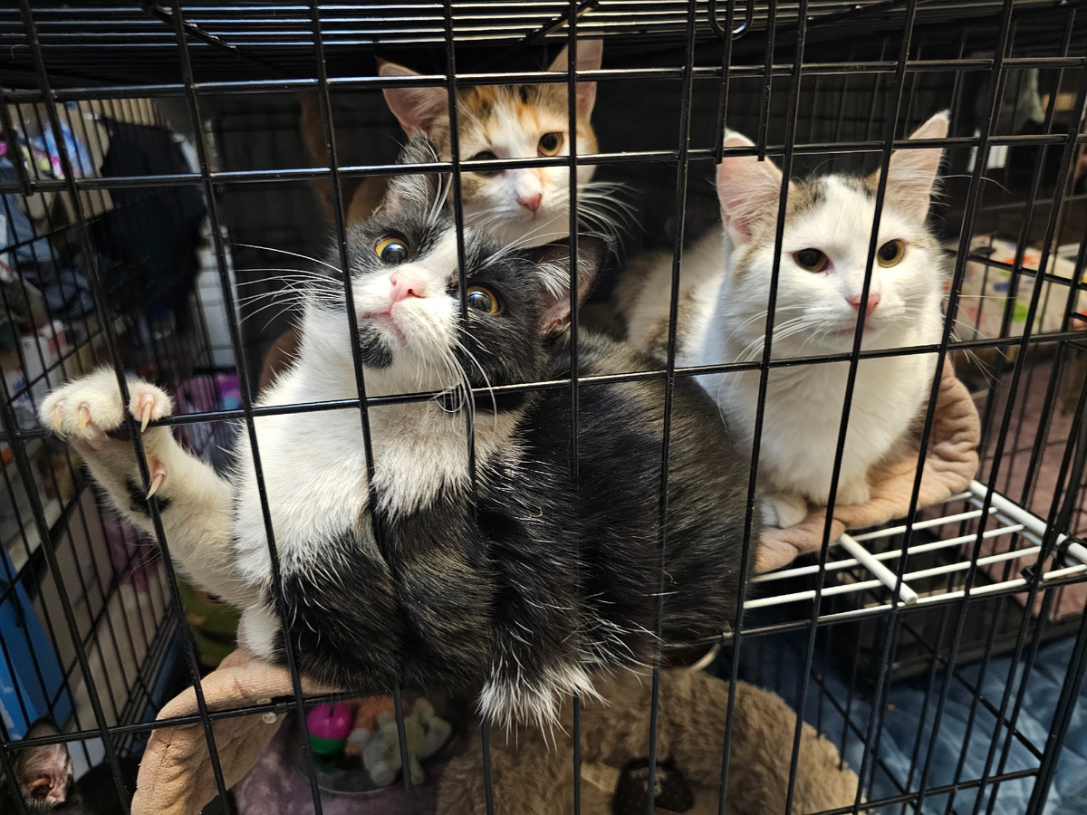 Фото автора. Наши  подростающие Малыши.