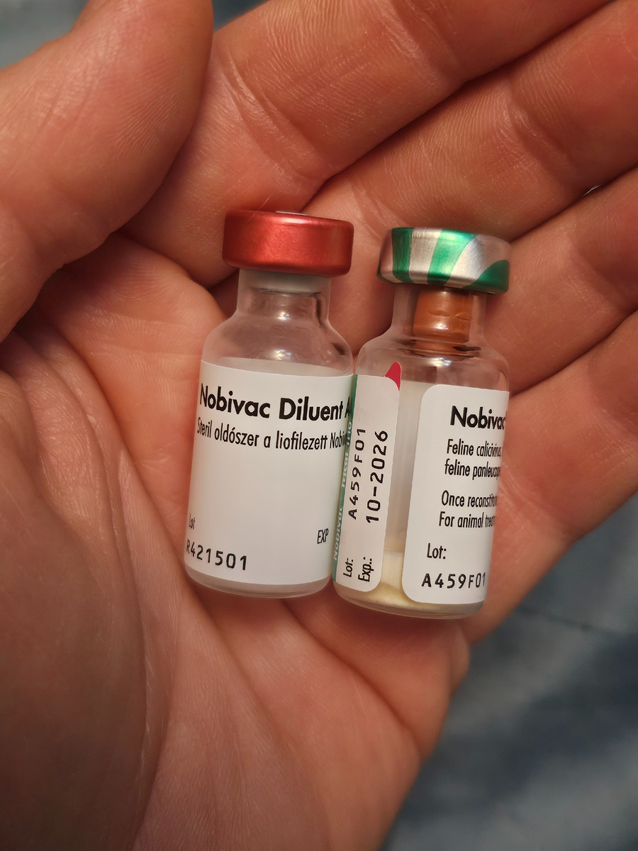 Фото автора. Оооооочень нужна вакцина.