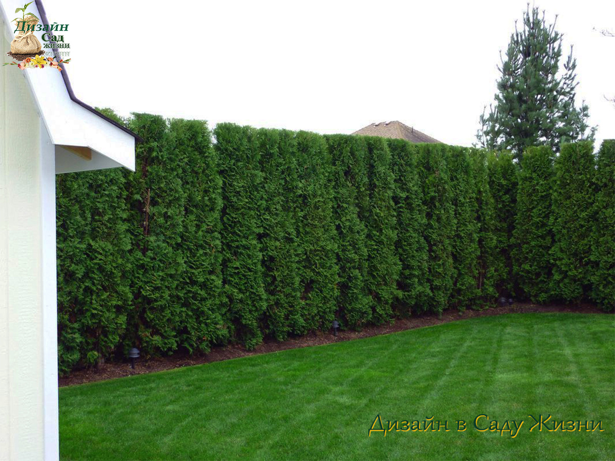 Даже густая зелень пропускает ветер, если посадки выстроены в узкие ряды 