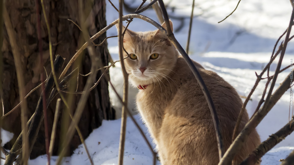 Рыжий котик на выгуле в зимнем лесопарке... © NickFW.ru — 28.02.2022г.
