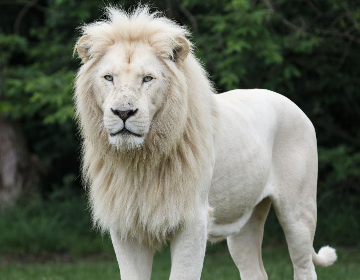 Белый лев с редкой генетической мутацией.  Величественная загадка природы.