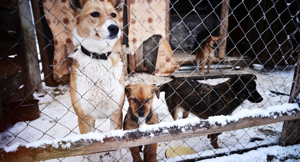    Собачий приют в Воскресенске / Медиасток.рф