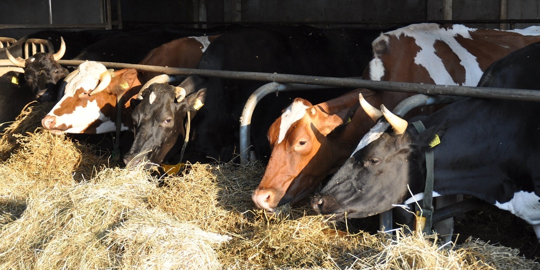 Дмитрий Патрушев: производство молока стало максимальным за 30 лет