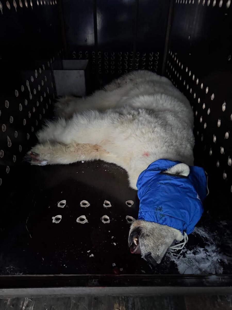    Белая медведица, напавшая на таймырских рыбаков. Фото: Министерство природных ресурсов и лесного комплекса Красноярского края