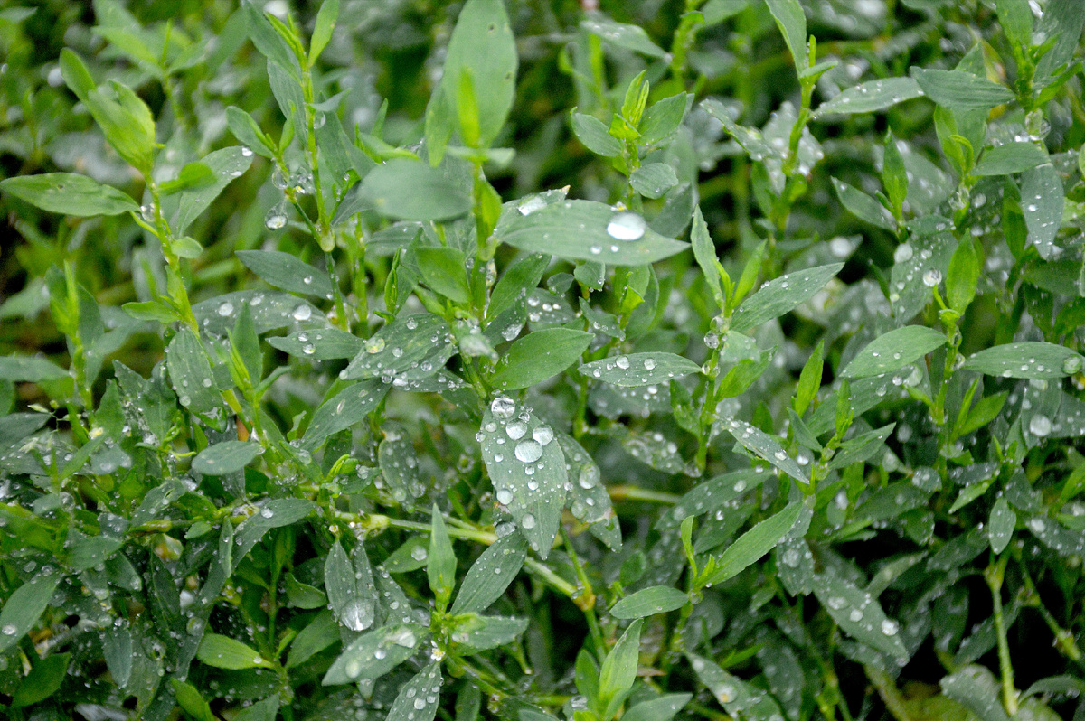Травка-спорыш (горец птичий). Все фотографии в статье мои. Розы и прочие растения - тоже 