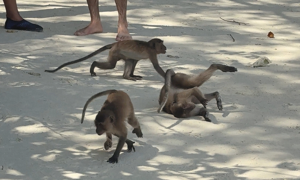 Phi Phi Islands Thailand Phuket