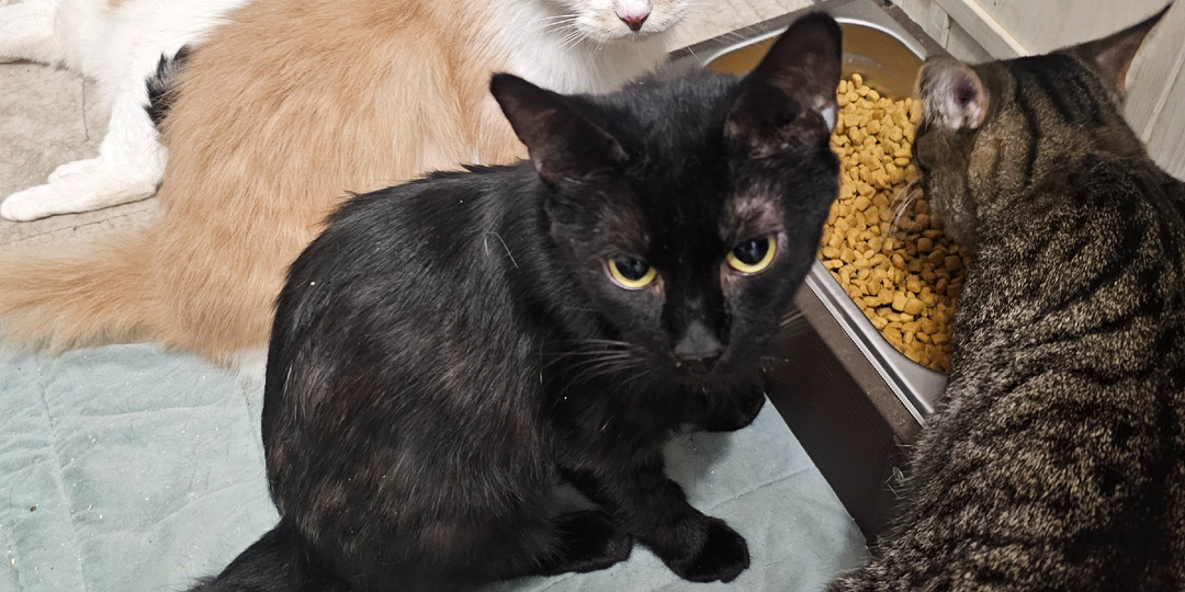 Помогите спасти кошачий приют от чумки.