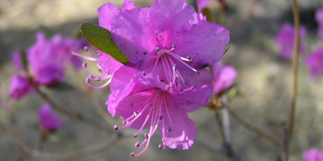 Забайкалье: край багульника и майского снега.