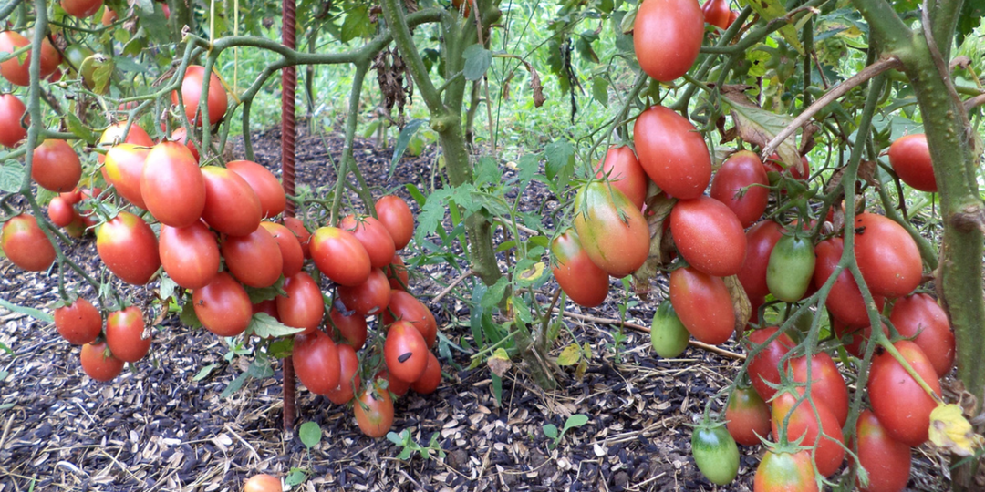 Сажайте их в феврале, чтобы не лишать себя урожая. Эти 13 томатов каждый год дают в разы больше плодов