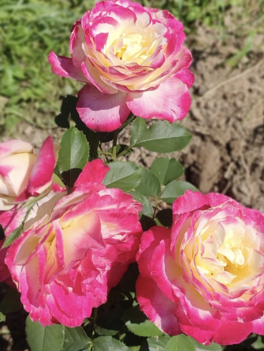 Дабл Делайт (Double Delight) ч/г