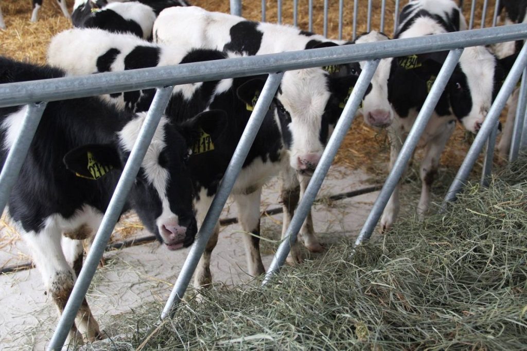 фото: ЗАО «Калининское»