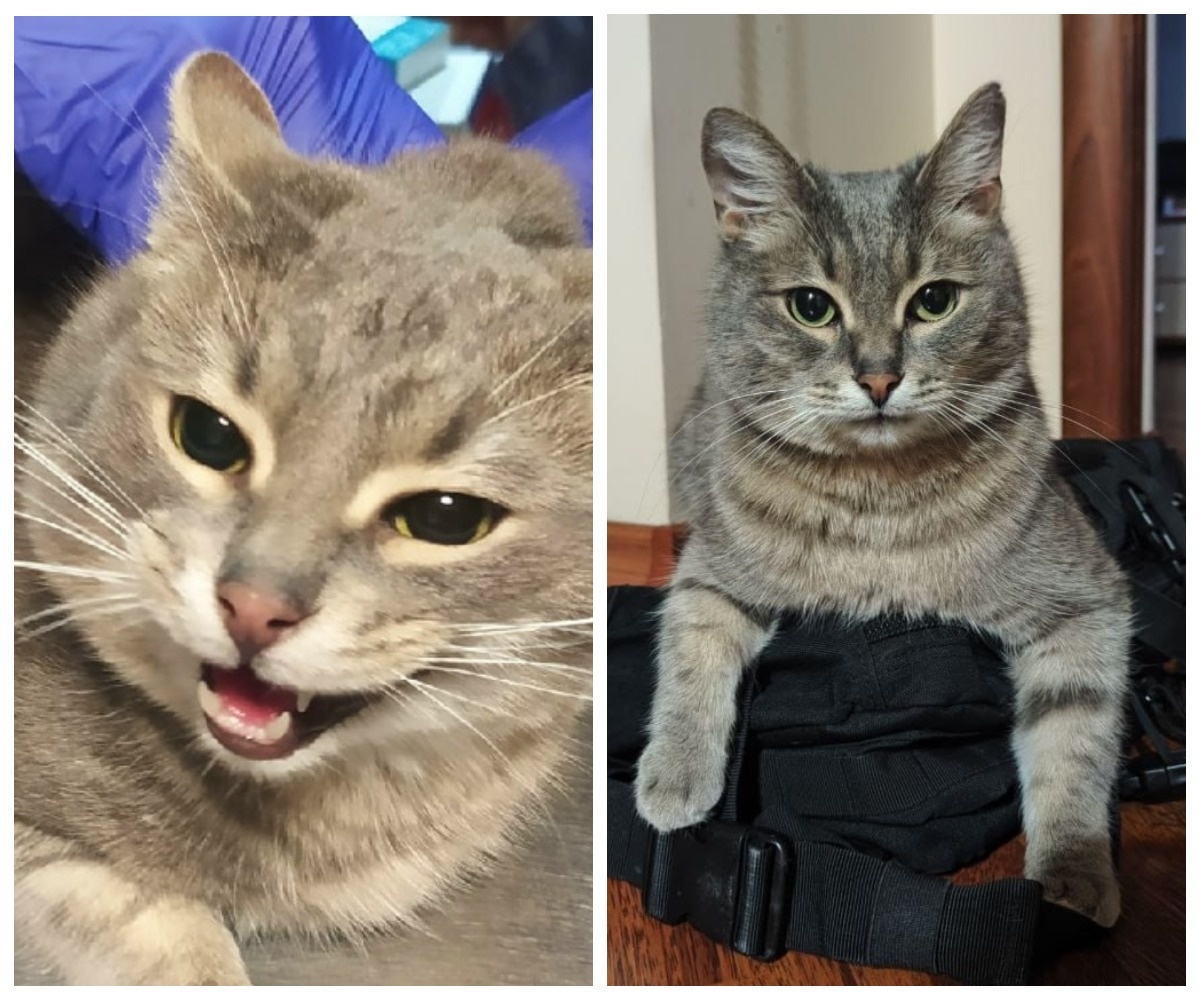 Начитанный и образованный котик Хокинг обрёл своего человека 7 октября 2023 года. До того как стать домашним он проживал в библиотеке. 😺