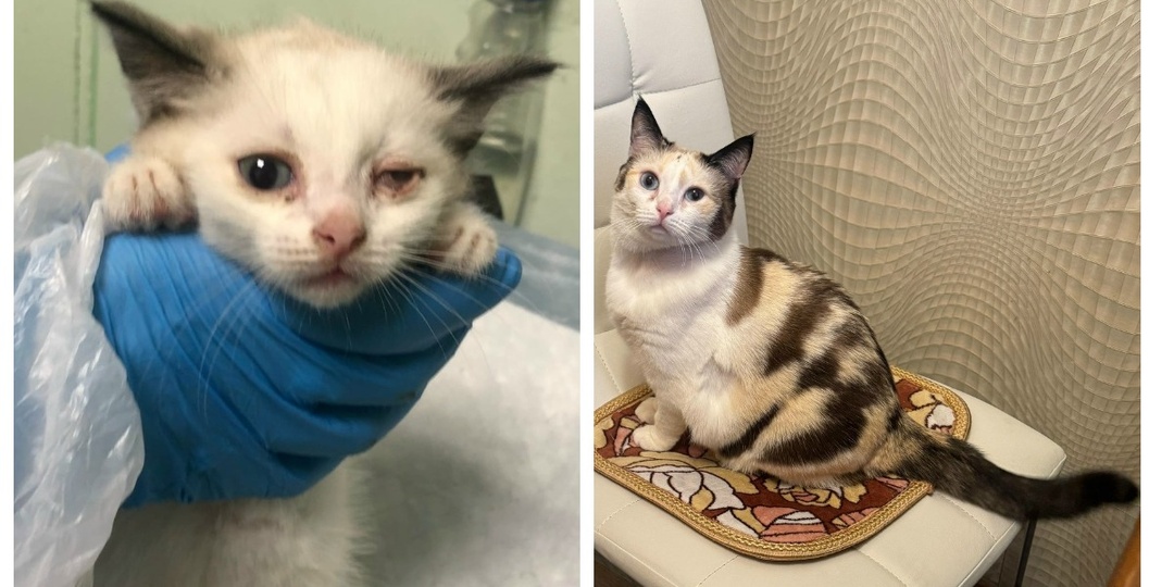 До и после: как котики меняются к лучшему