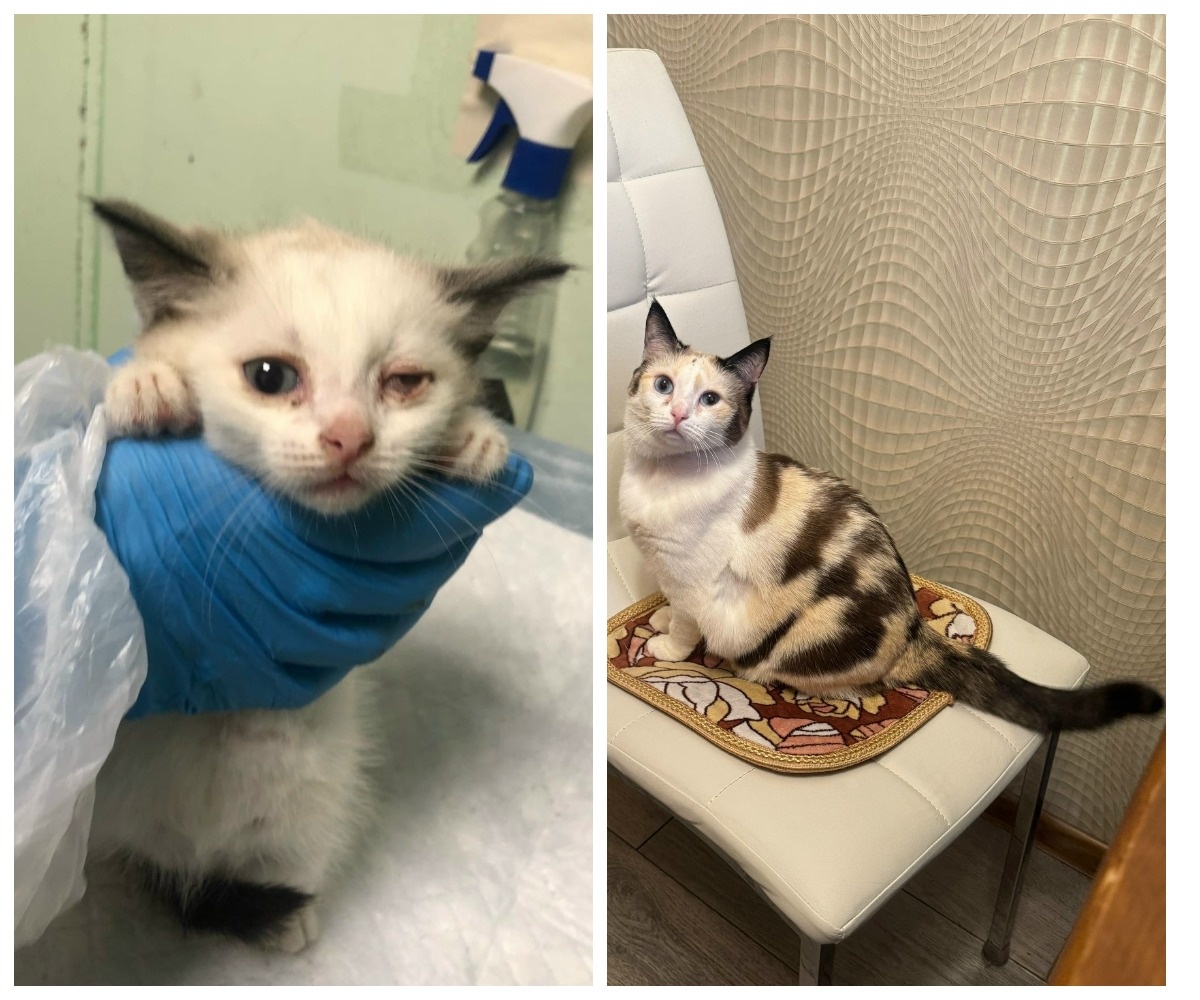 Великолепная Сефаду стала домашней любимкой 13 января 2024 года.