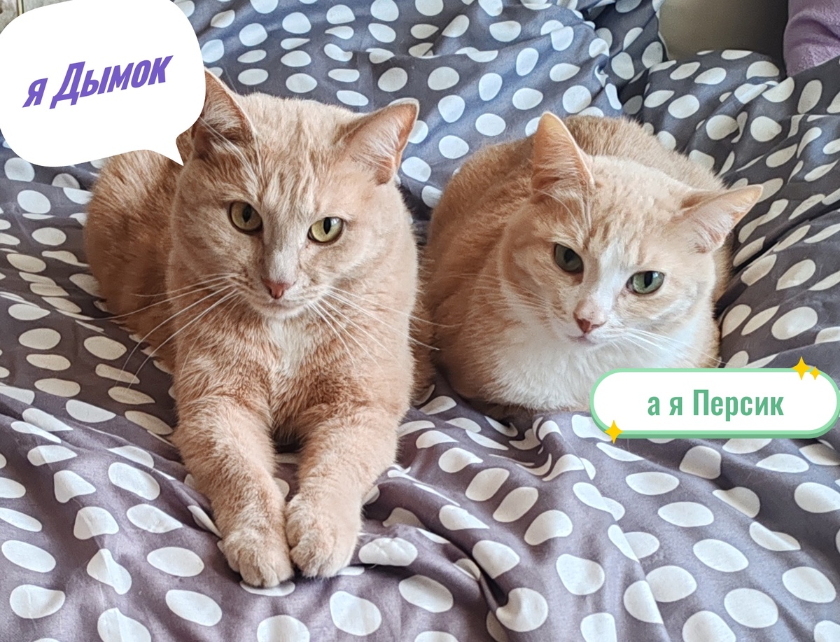 Познакомимся? 😸