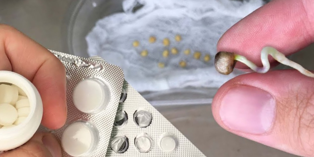 Прорастают все до единого семечка! Нашёл копеечный раствор, который мгновенно запускает жизнь в семенах