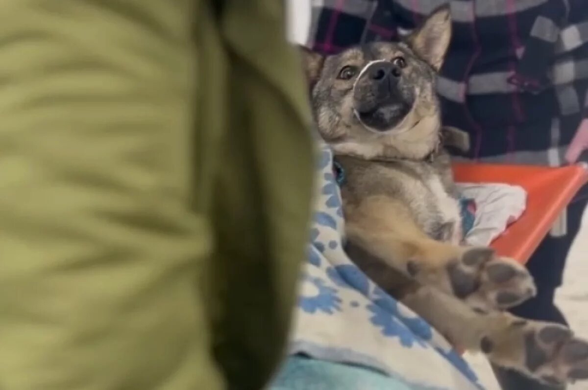    В Твери усыпили собаку, получившую серьёзные травмы в ДТП 18+