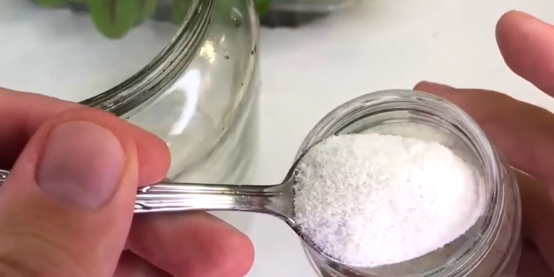 В феврале «перемалываю в пыль» рис, чтобы не тратить деньги на подкормки: 1 ложка, и рассада сразу идёт в рост