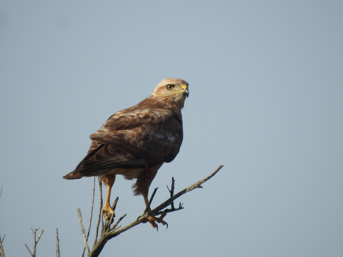 Курганник на Цаган-Нуре