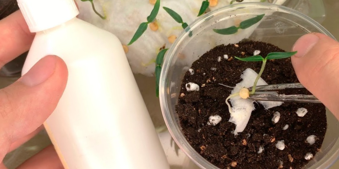 Земля мне больше не нужна, грязь не развожу. Теперь перец на рассаду сею «безземельным» методом