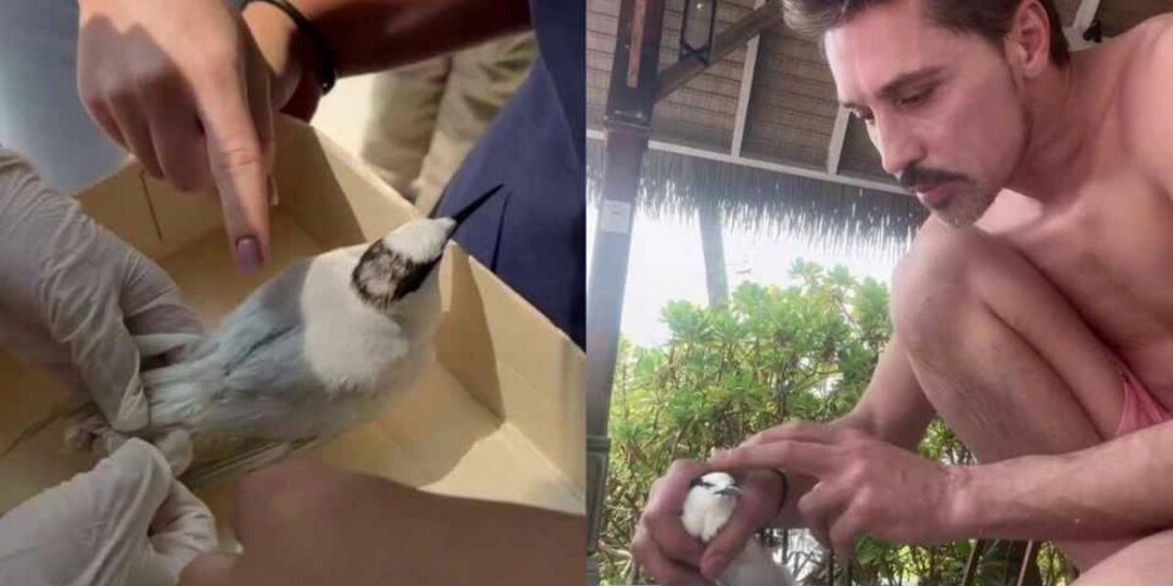 "Доктор Билан снова в деле": певец спас птицу на Мальдивах