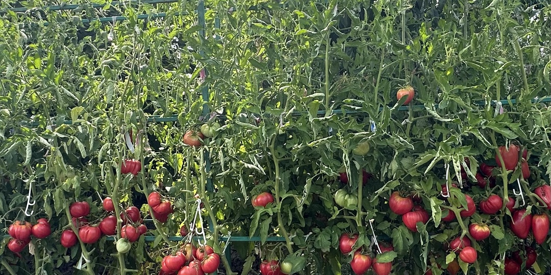 Влюбляю в помидоры. Часть 13. Шпалеры для томатов в открытом грунте.