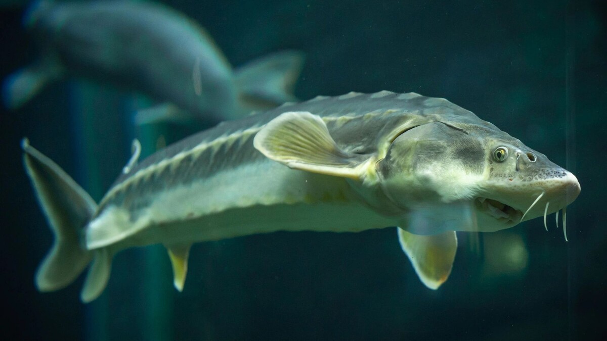    Фото: DIGITALSHAPE/Shutterstock/Fotodom