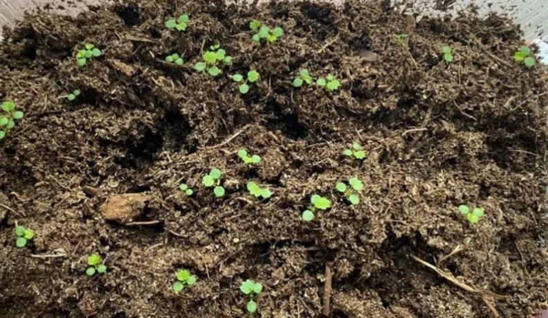 Выращиваем клубнику из семян. Сезон 2026: Простое и понятное руководство для начинающих и опытных садоводов